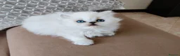 Persiano gatti in vendita: Cucciolata persiani Chinchilla  - Annuncio 3