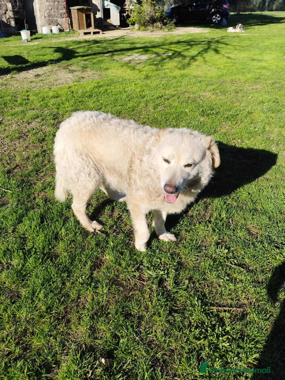 Pastore Maremmano cani BLANCA pastore maremmano femmina⁹ - Annuncio 9