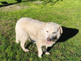 Pastore Maremmano cani BLANCA pastore maremmano femmina⁹ - Annuncio 9