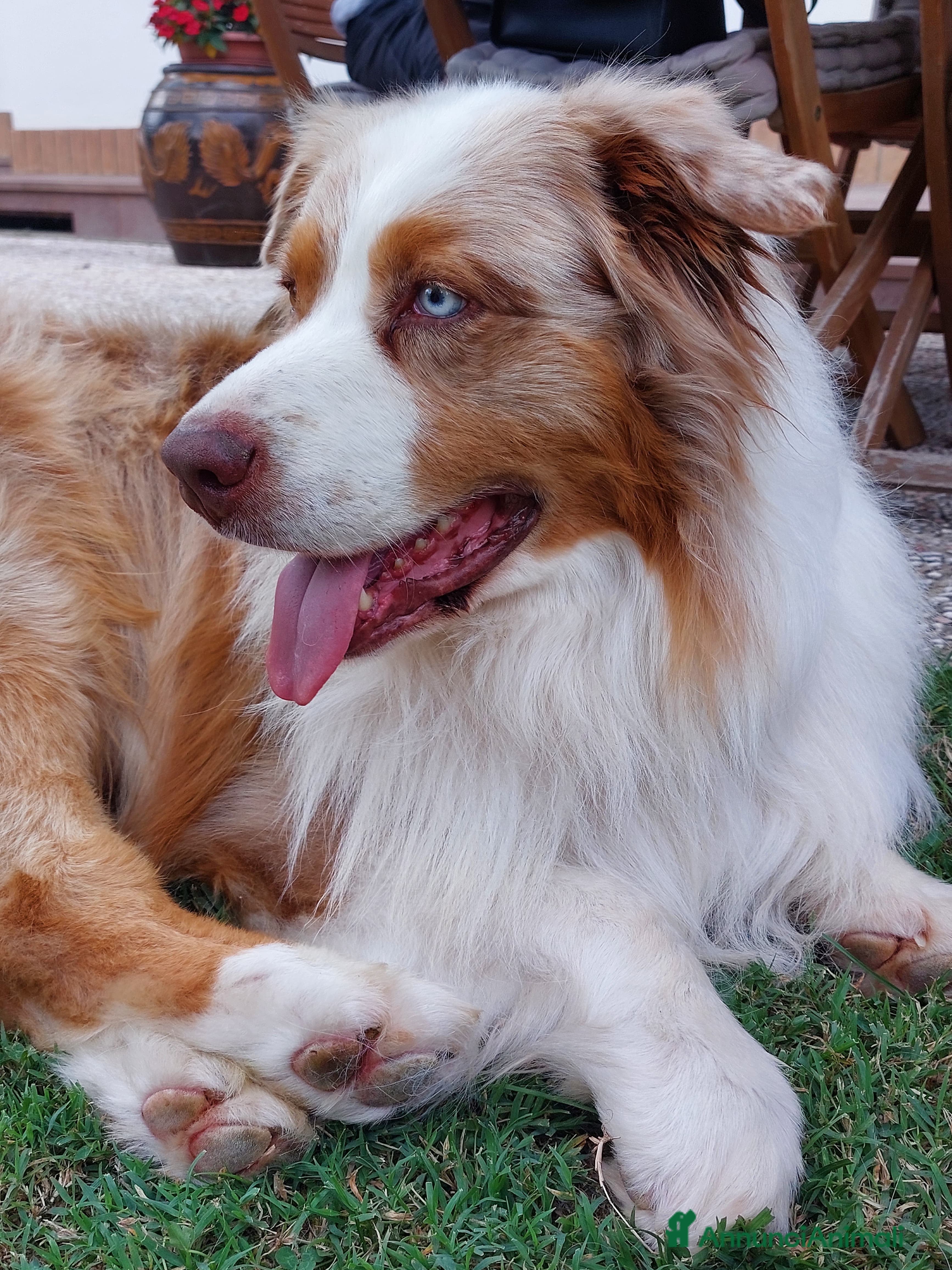 Australian Shepherd cani KODA CERCA FEMMINA PER MONTA - Annuncio 20