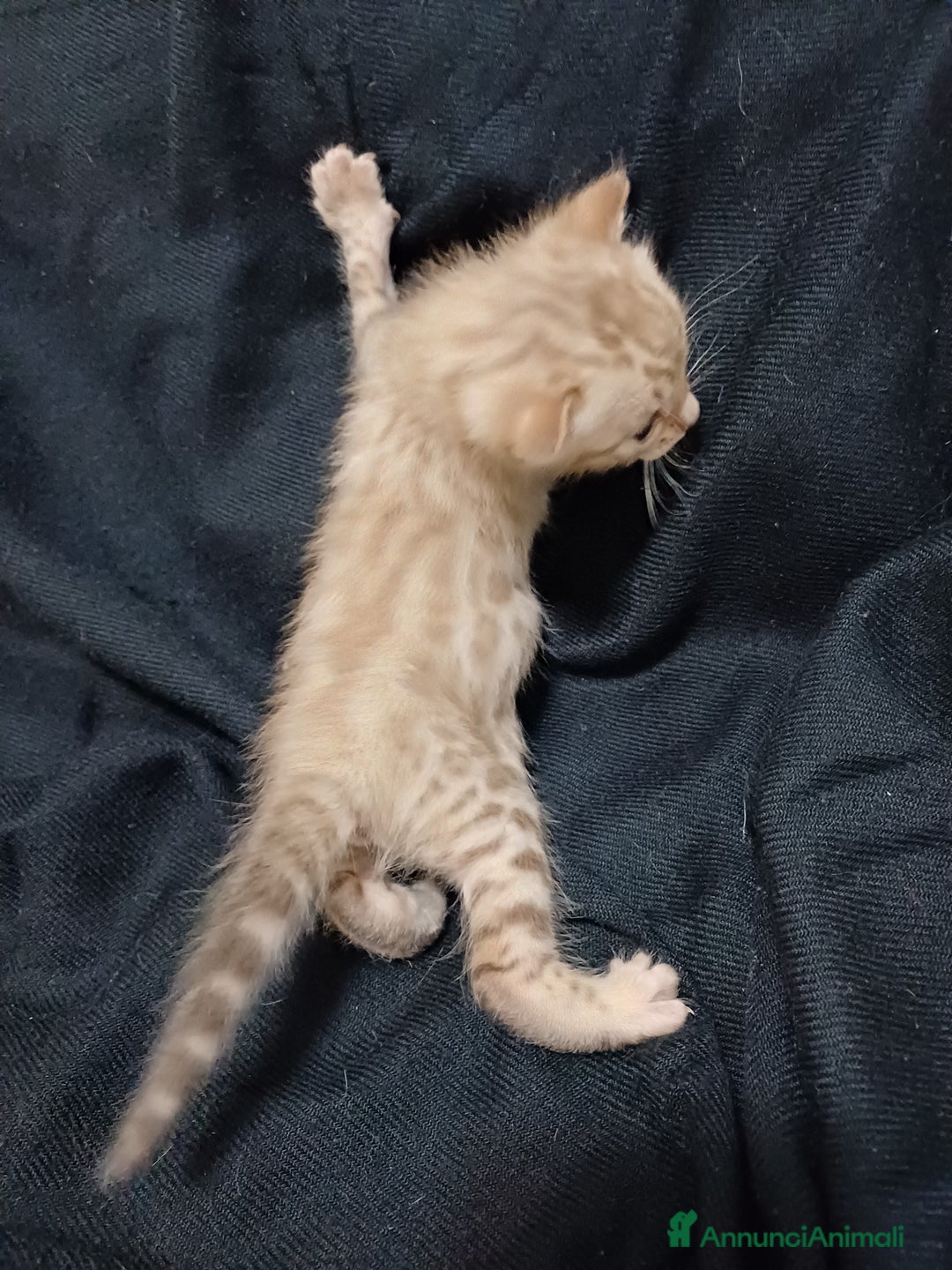 Bengala gatti in vendita: Gatto del Bengala - Annuncio 3