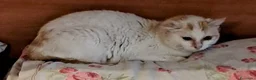 Meticcio gatti in regalo: Gilda dolce micia di circa tre anni - Annuncio 4