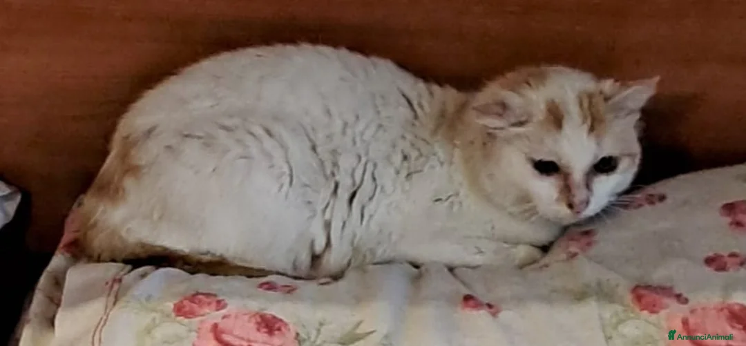 Meticcio gatti in regalo: Gilda dolce micia di circa tre anni - Annuncio 4