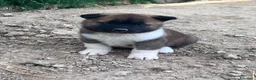 Akita Americano cani in vendita: Cuccioli di akita - Annuncio 5