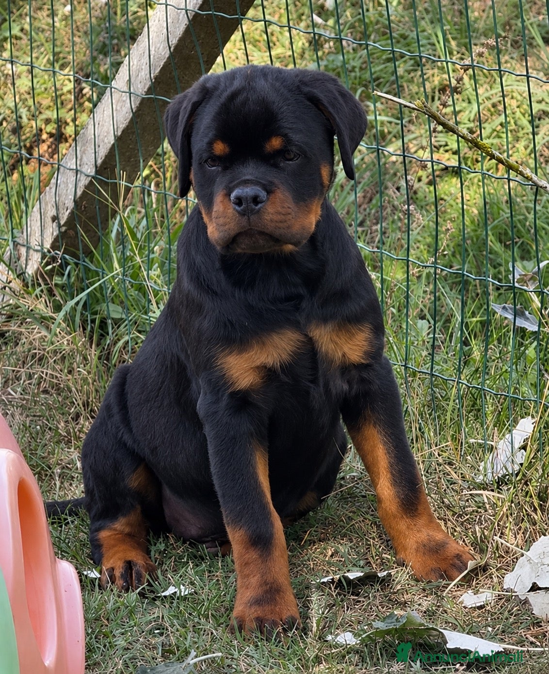 Rottweiler cani Cucciolo rottweiler - Annuncio 2
