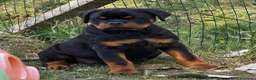 Rottweiler cani in vendita: Cucciolo rottweiler - Annuncio 2