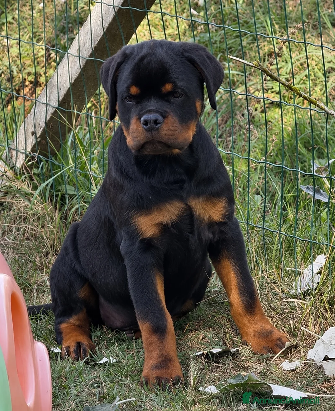 Rottweiler cani in vendita: Cucciolo rottweiler - Annuncio 2