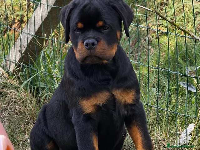 Rottweiler cani Cucciolo rottweiler - Annuncio 2