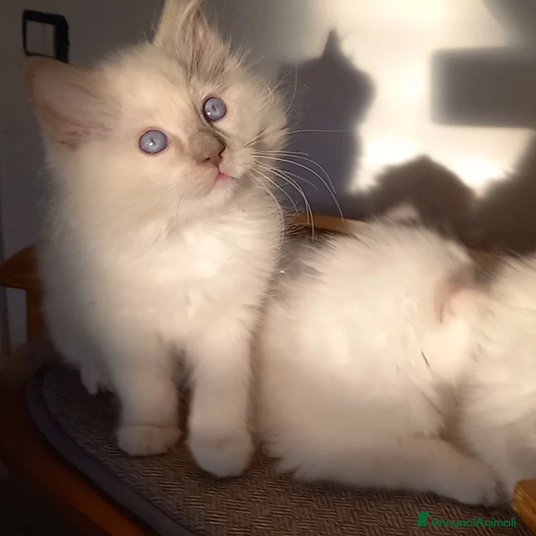 Immagine della galleria {{count}}