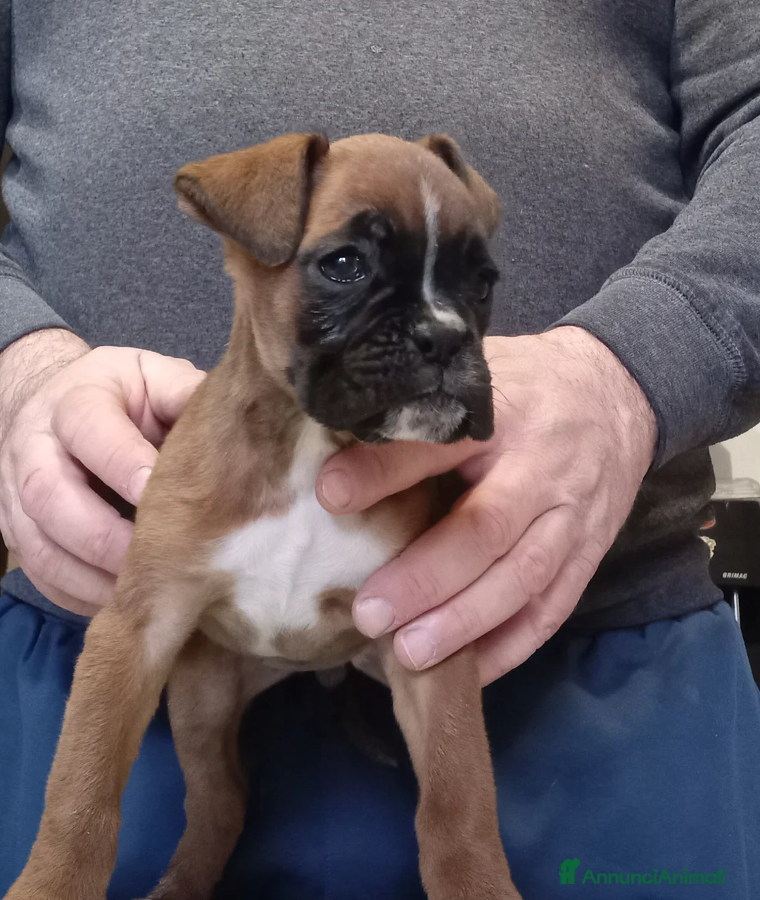 Boxer cani in vendita: Splendida Cucciola di Boxer - Annuncio 8