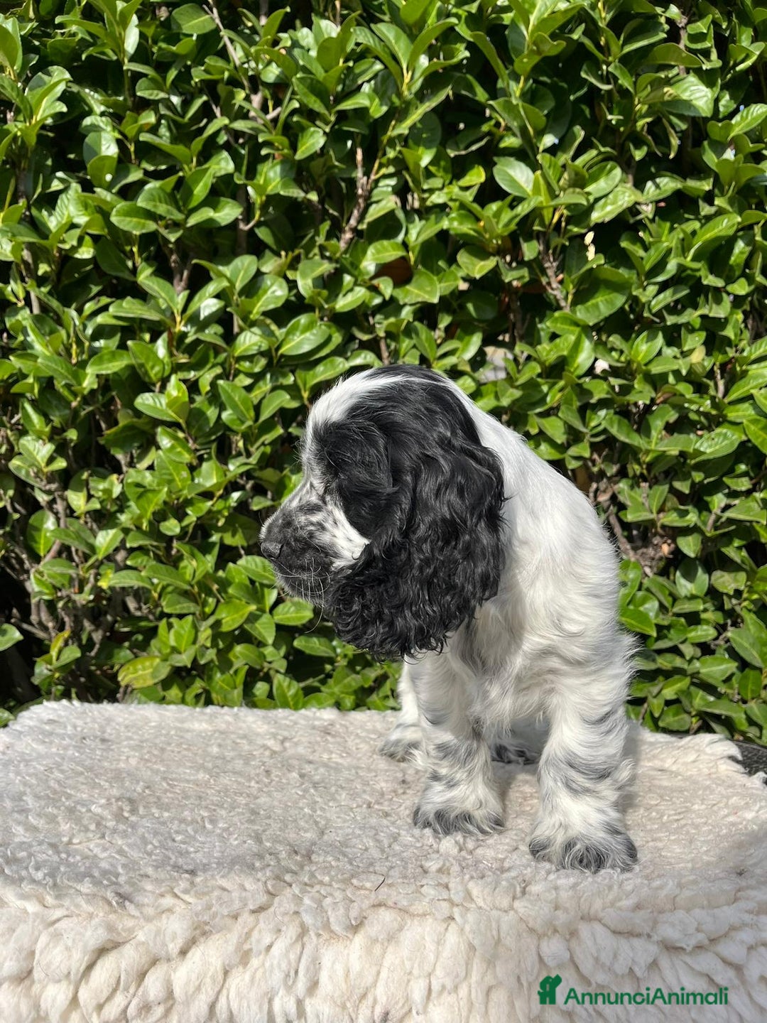 Cocker cani in vendita: Cocker spaniel inglese con pedigree - Annuncio 10