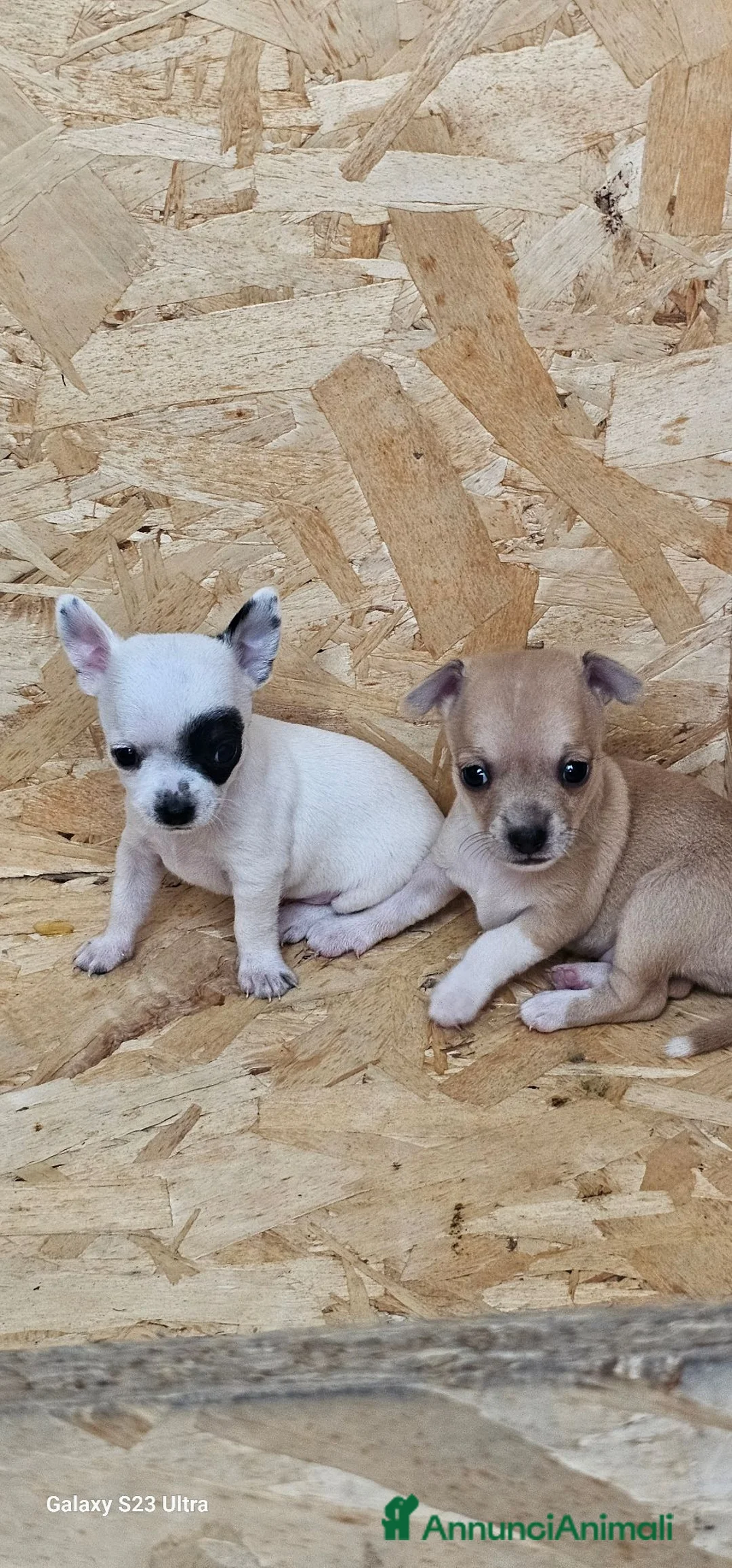 Chihuahua cani in vendita: Cuccioli di Chihuahua  - Annuncio 12