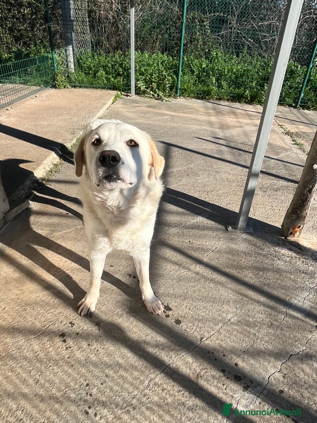Meticcio cani in regalo: Il cane perfetto. Pastore maremmano. - Annuncio 7