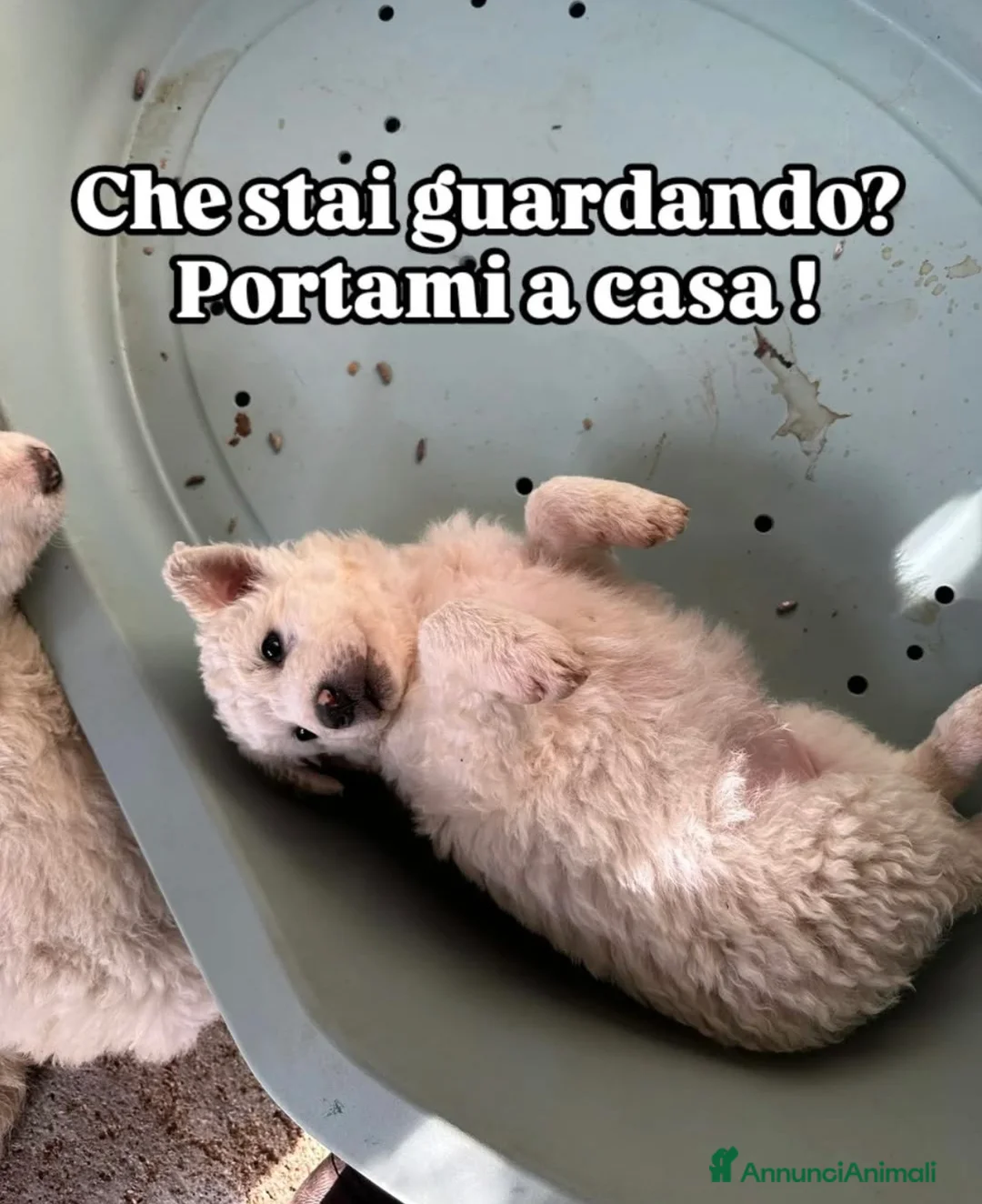Meticcio cani in regalo: Meravigliosi cuccioli simil maremmano a Città metropolitana di Milano - Annuncio 2