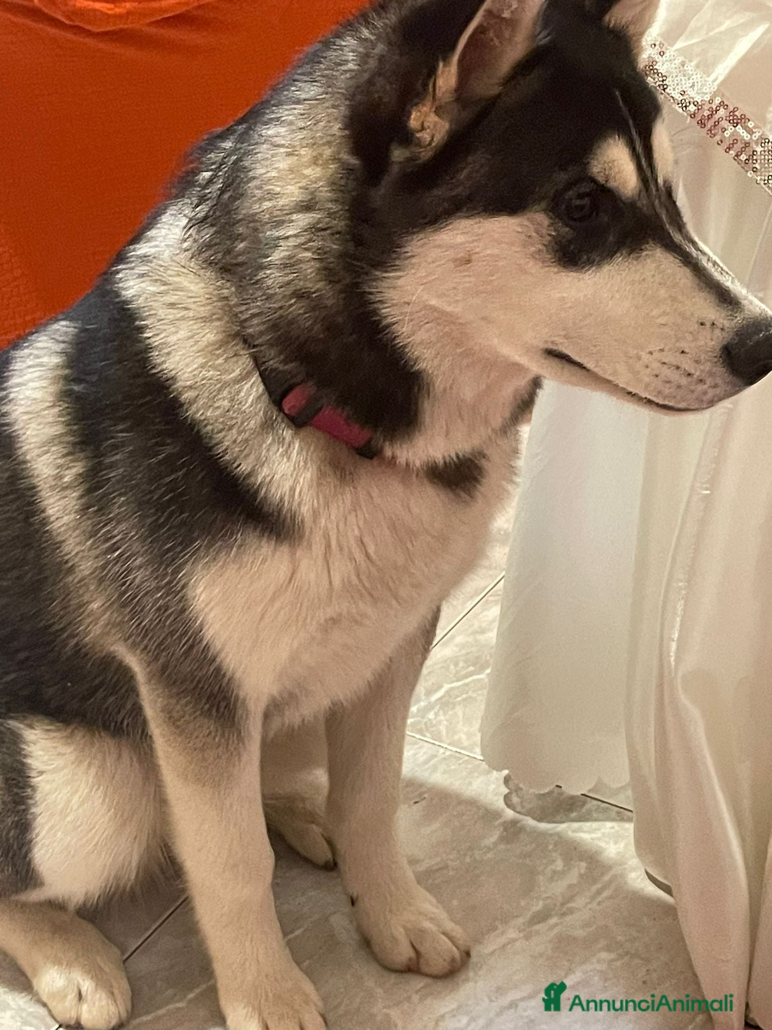 Husky cani Husky dolce aspetta dolce famiglia  - Annuncio 2