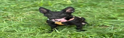 Meticcio cani in regalo: ENRICO, lupacchiotto dal carattere d'oro! TG MEDIA - Annuncio 6