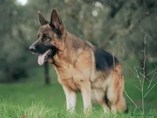 Pastore Tedesco cani Pastore tedesco - Annuncio 10