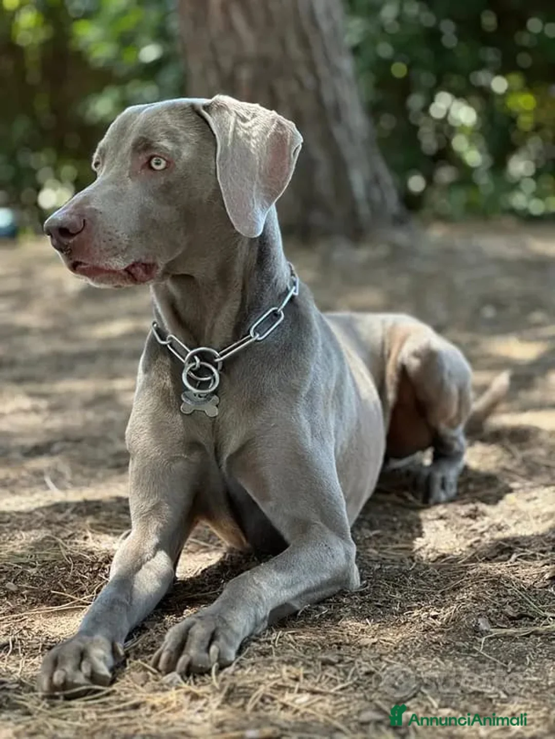 Weimaraner cani in vendita: Ultimissima cucciola di Weimaraner  a Provincia di Lecce - Annuncio 5