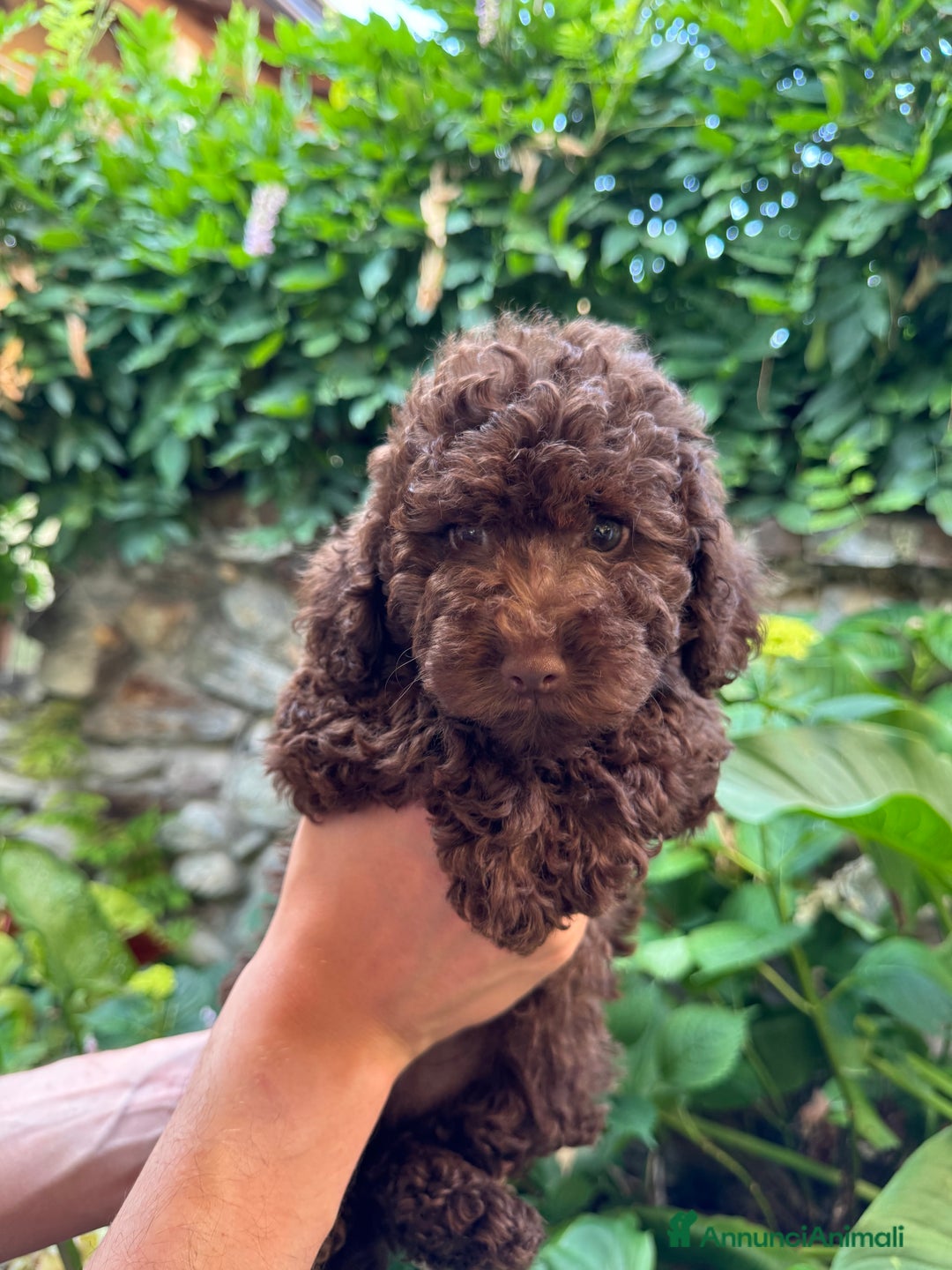 Barboncino cani in vendita: Barboncini neri e bianchi con Pedigree  a Vercelli - Annuncio 16