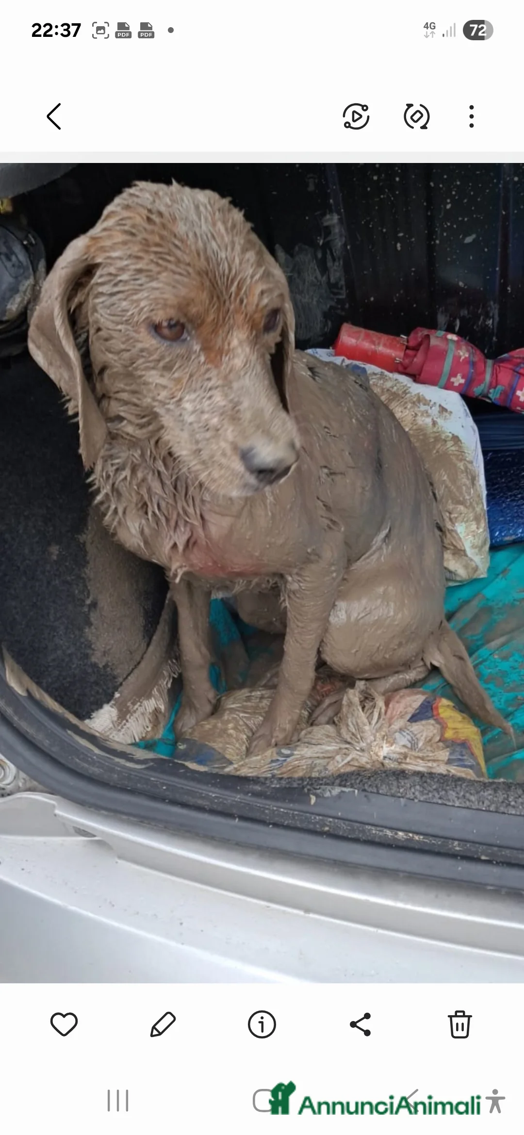 Meticcio cani in regalo: Stellina mix Beagle 2anni kg10 salvata SUD - Annuncio 3