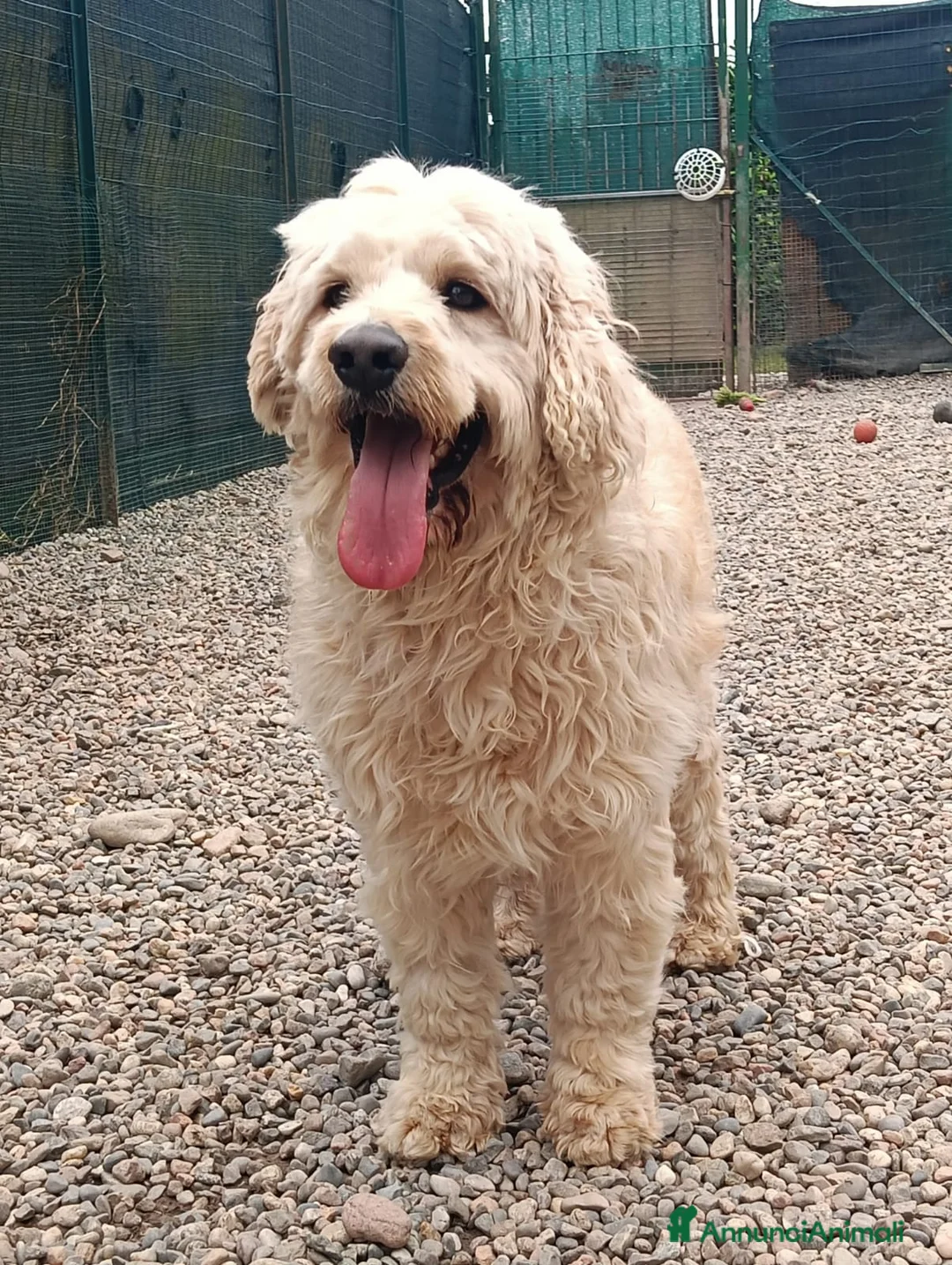 Lagotto cani in regalo: Fluffy simil lagotto tutto arruffato da adottare - Annuncio 2