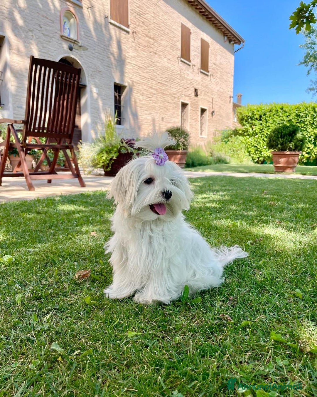 Maltese cani in vendita: Maltesi con Pedigree a Città Metropolitana di Venezia - Annuncio 1