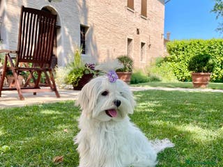 Maltese cani Maltesi con Pedigree a Città Metropolitana di Venezia - Annuncio 9