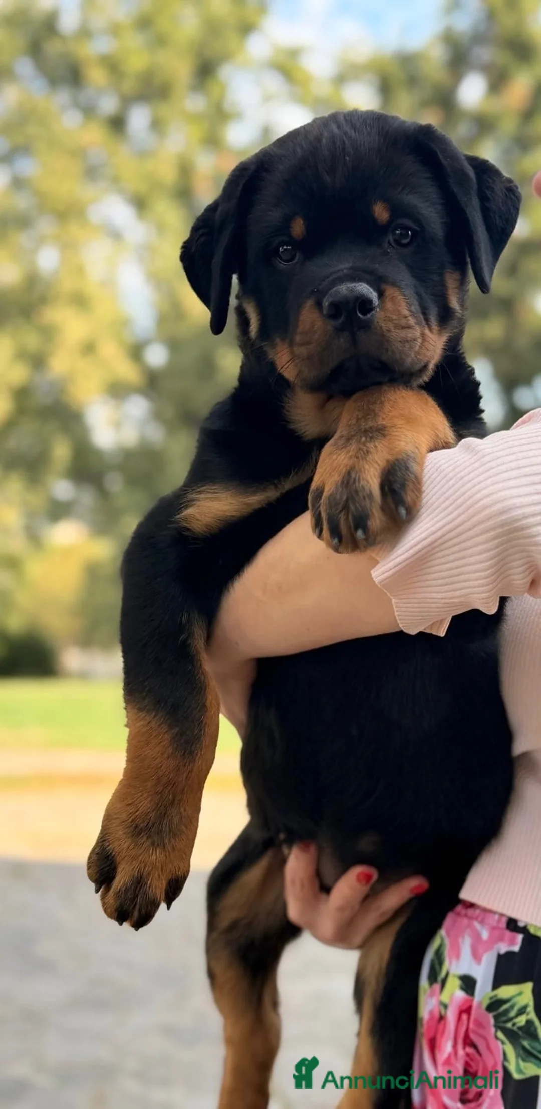 Rottweiler cani in vendita: Rottweiler maschio pagamenti agevolati  - Annuncio 4