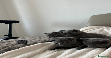 British gatti - Annuncio 2