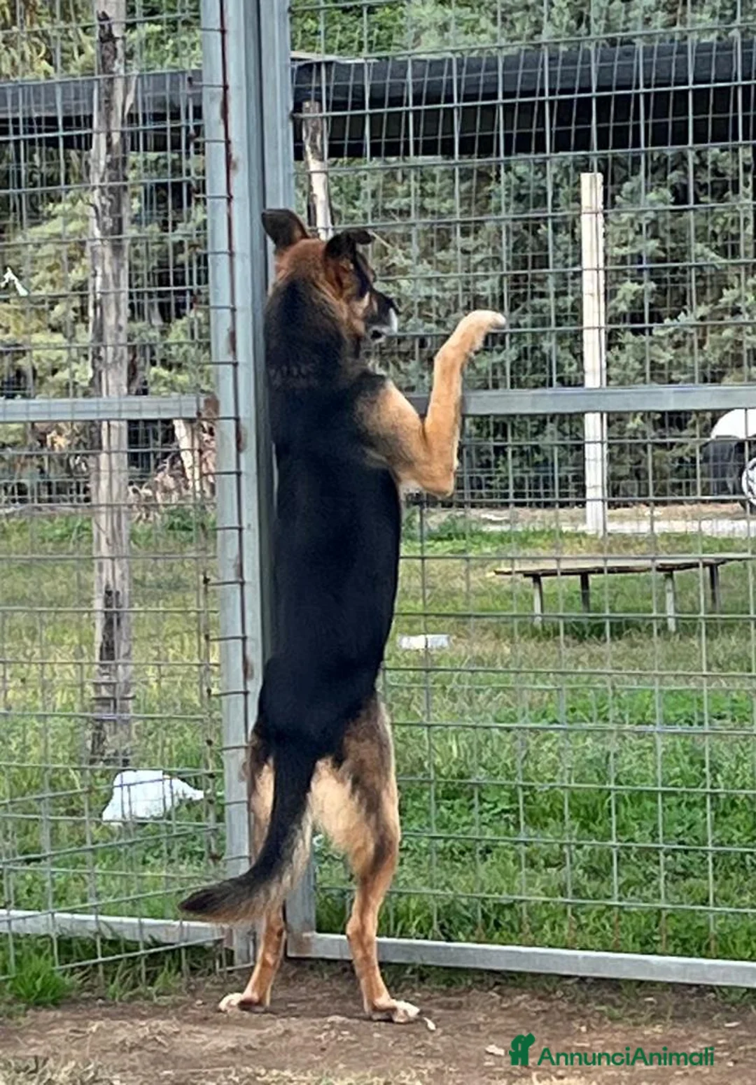 Meticcio cani in regalo: Mix Pastore adulto dalla catena al box NAPOLI SOS a Città Metropolitana di Milano - Annuncio 4