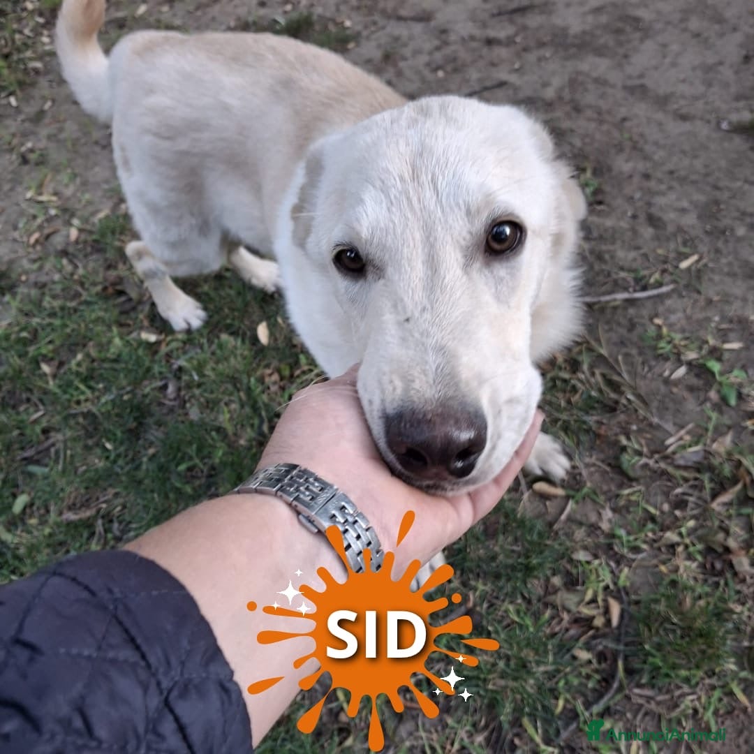 Meticcio cani in regalo: SID 💙 - cucciolo dolcissimo, fantastico compagno - Annuncio 1