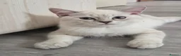 Scottish gatti in regalo: Micini scottish molto uniti  a Provincia di Bergamo - Annuncio 7