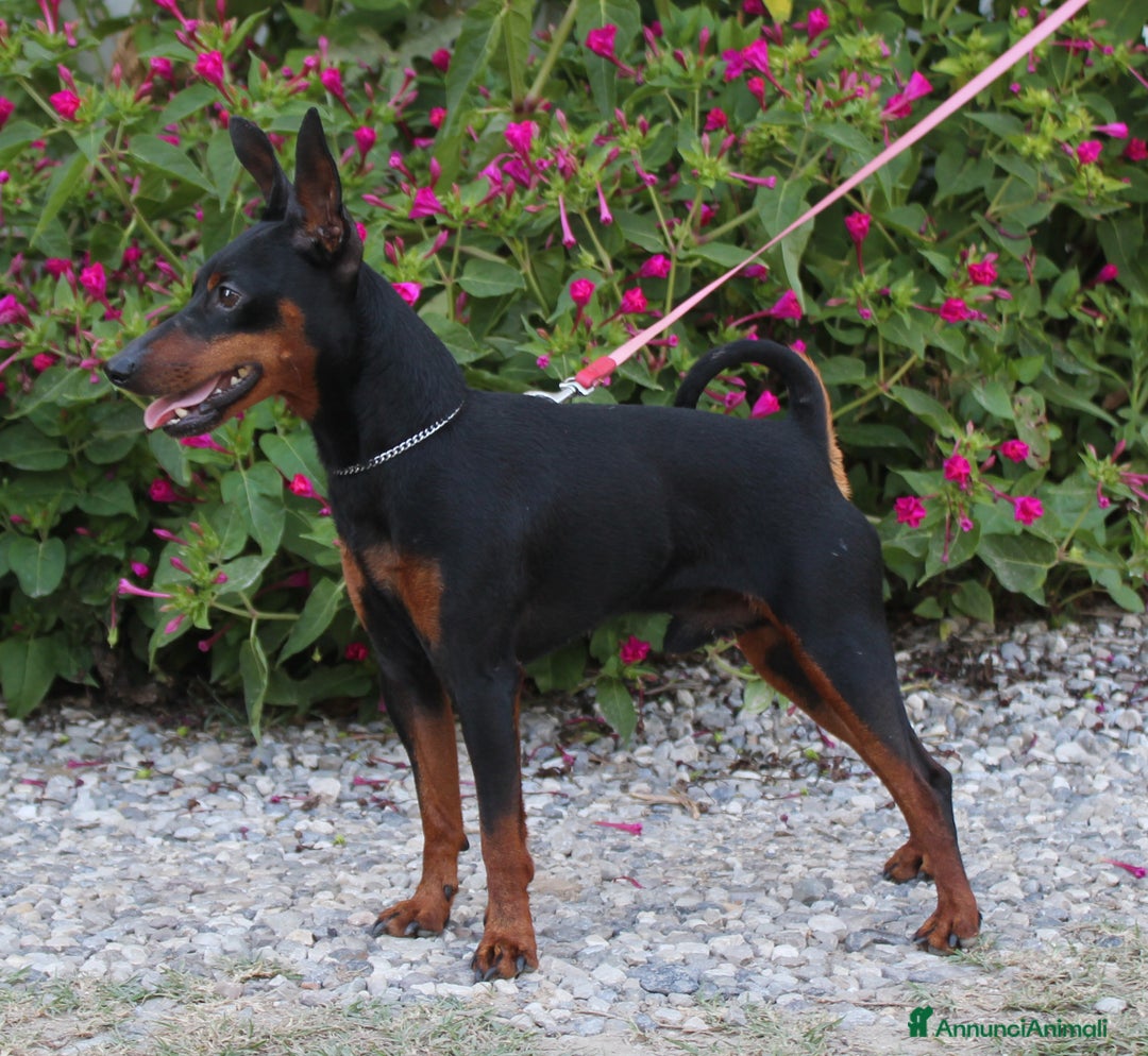 Immagine della galleria {{count}}