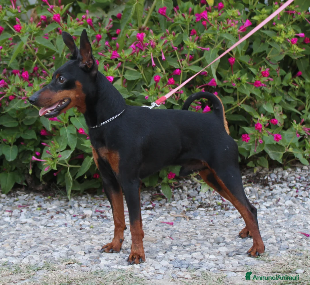 Immagine della galleria {{count}}