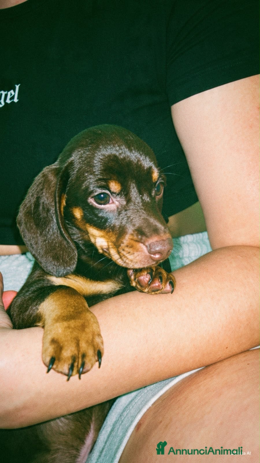 Bassotto Nano cani in vendita: Bassotto nano  - Annuncio 3