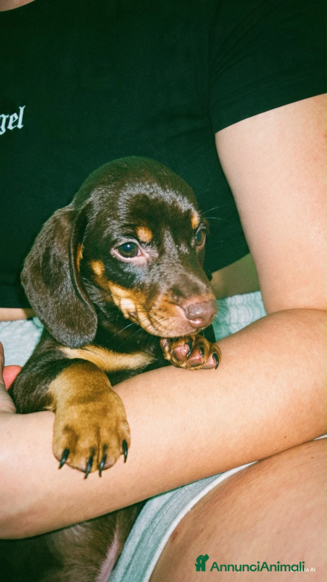 Bassotto Nano cani in vendita: Bassotto nano  - Annuncio 1