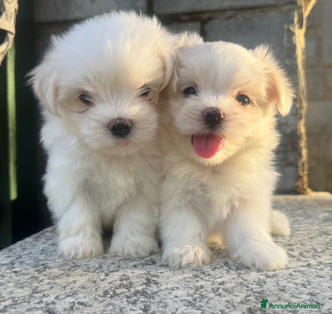 Maltese cani in vendita: Maltesi pedigree Enci pagamenti agevolati  - Annuncio 1