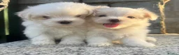 Maltese cani in vendita: Maltesi pedigree Enci pagamenti agevolati  - Annuncio 1