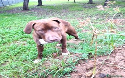 Bull Terrier cani in regalo: APACHE, cucciolo di American Pit Bull Terrier a Provincia di Latina - Immagine 7