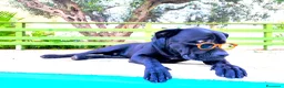Cane Corso cani in regalo: Cucciolone corso marchio a Libero consorzio comunale di Trapani - Annuncio 3