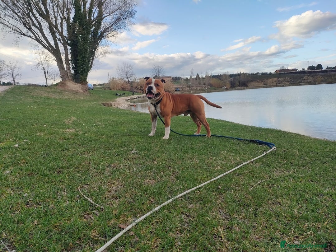 Staffordshire cani per accoppiamento: Offresi x Monta - Annuncio 4