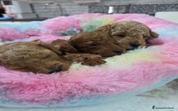 Barboncino cani in vendita: Barboncini  toy red e albicocca a Provincia di Foggia - Immagine 5