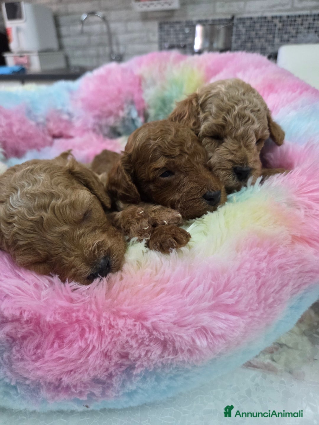 Barboncino cani in vendita: Barboncini  toy red e albicocca a Provincia di Foggia - Immagine 5