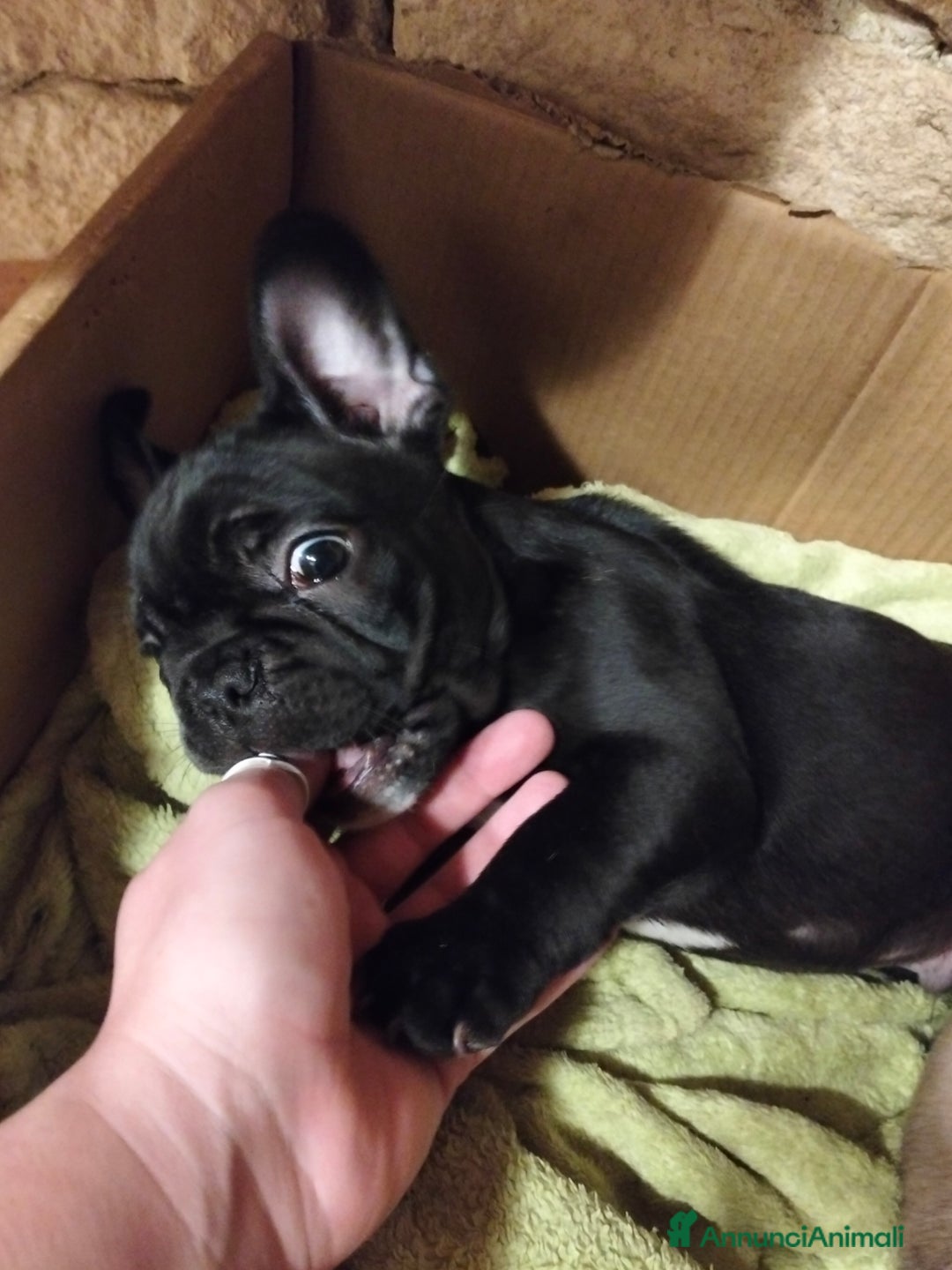 Bulldog Francese cani in vendita: CUCCIOLI DI BULLDOG FRANCESE  - Annuncio 4