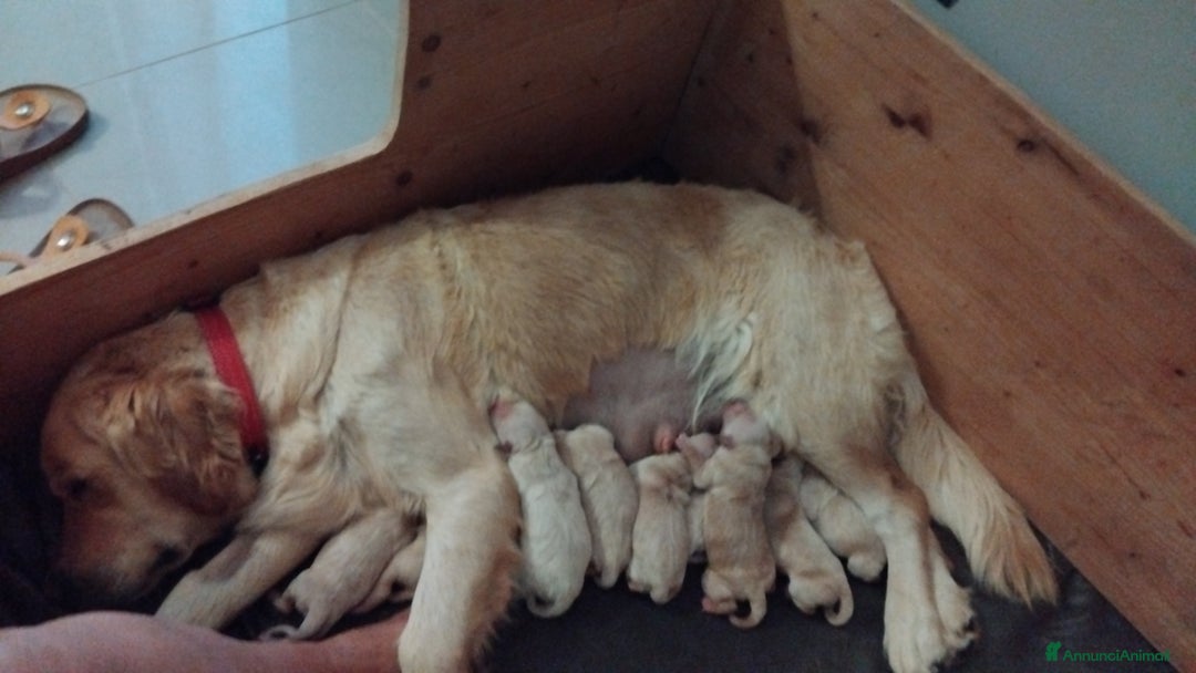 Golden Retriever cani in vendita: Cuccioli golden retrievers  a Metropolitan City of Cagliari - Immagine 2