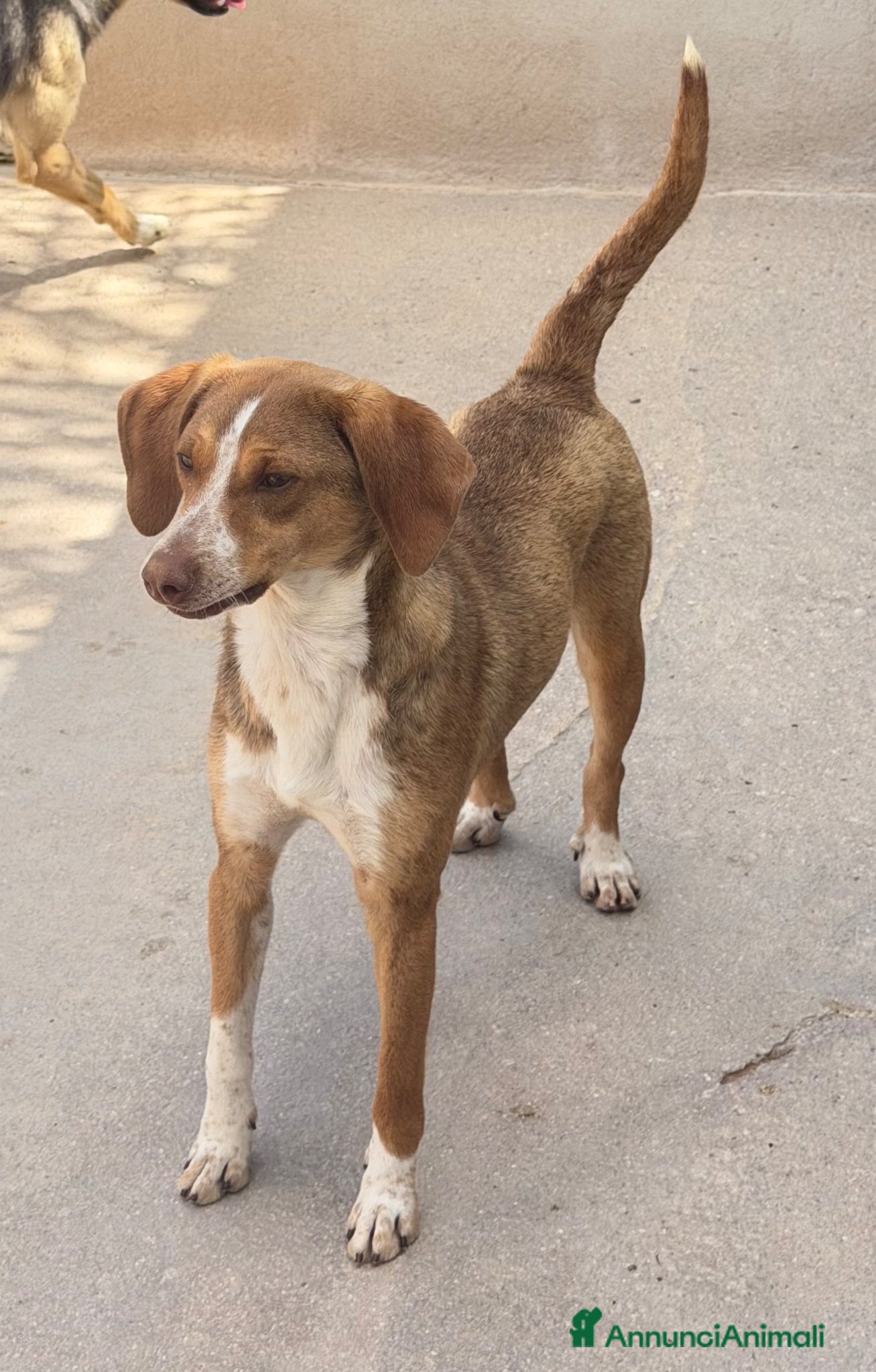 Meticcio cani Pangy taglia medio piccola  - Annuncio 7