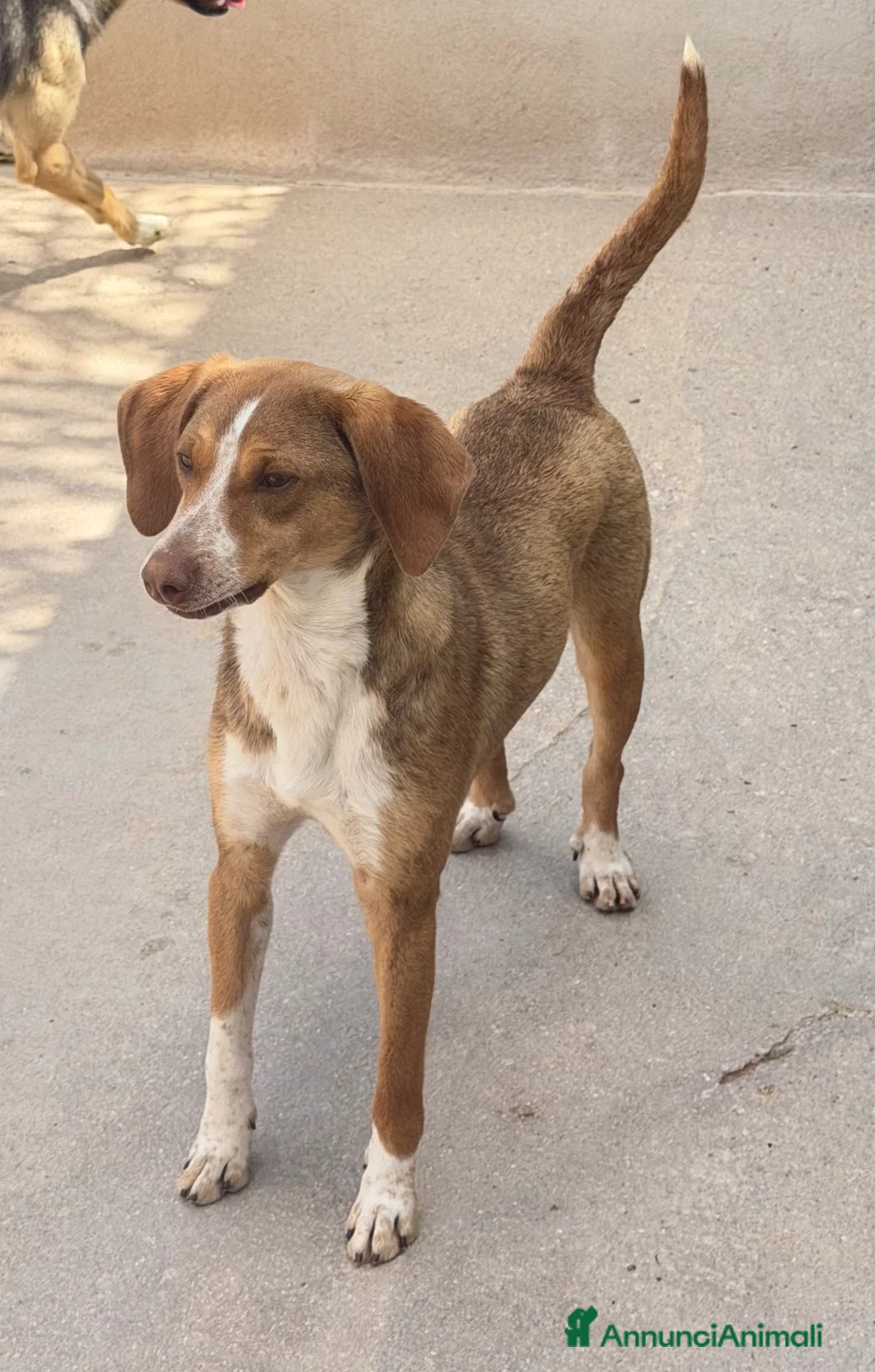 Meticcio cani in regalo: Pangy taglia medio piccola  - Annuncio 1