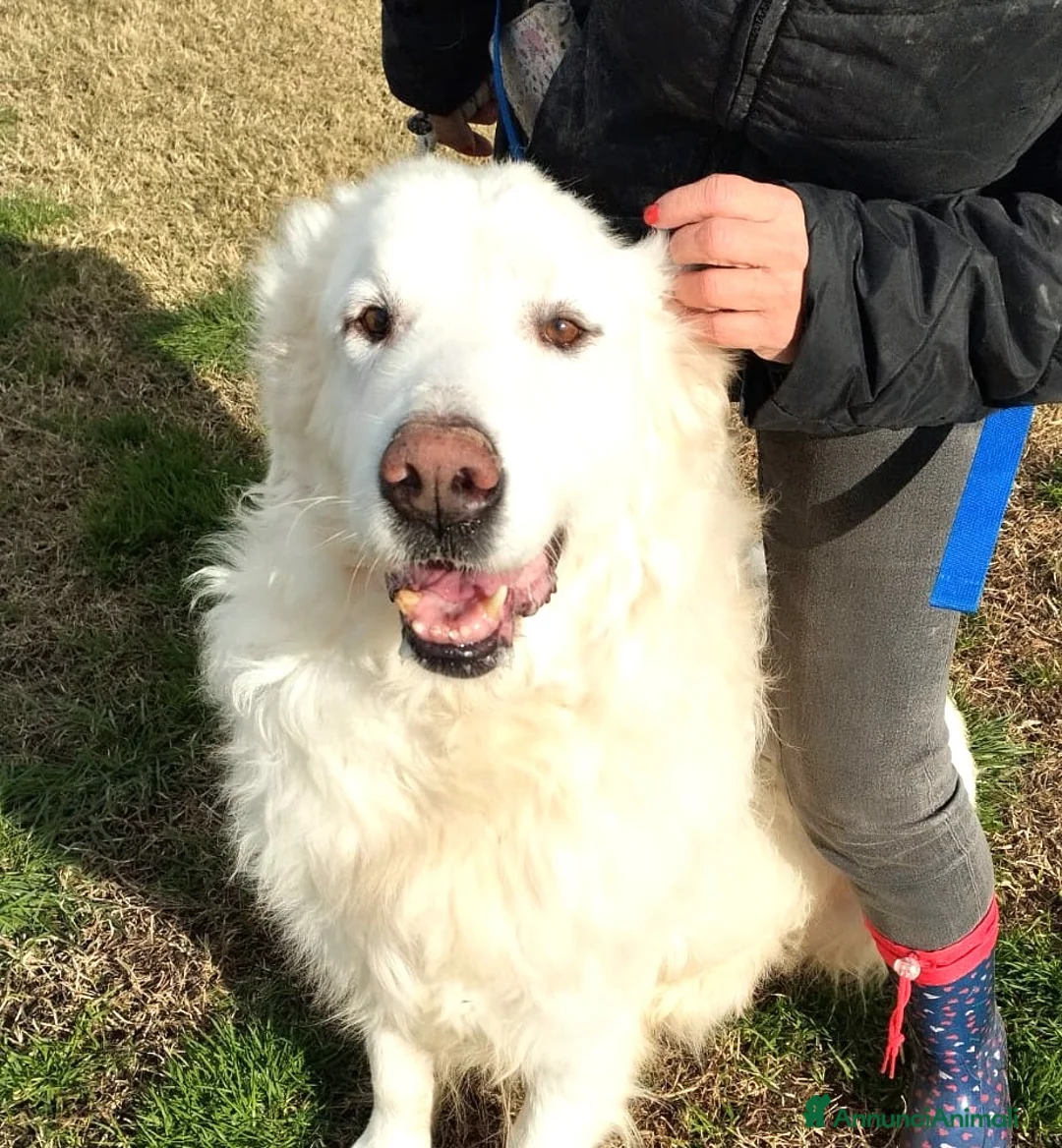 Pastore Maremmano cani in regalo: BATUFFOLOSO RUSSELL a Provincia di Latina - Annuncio 2