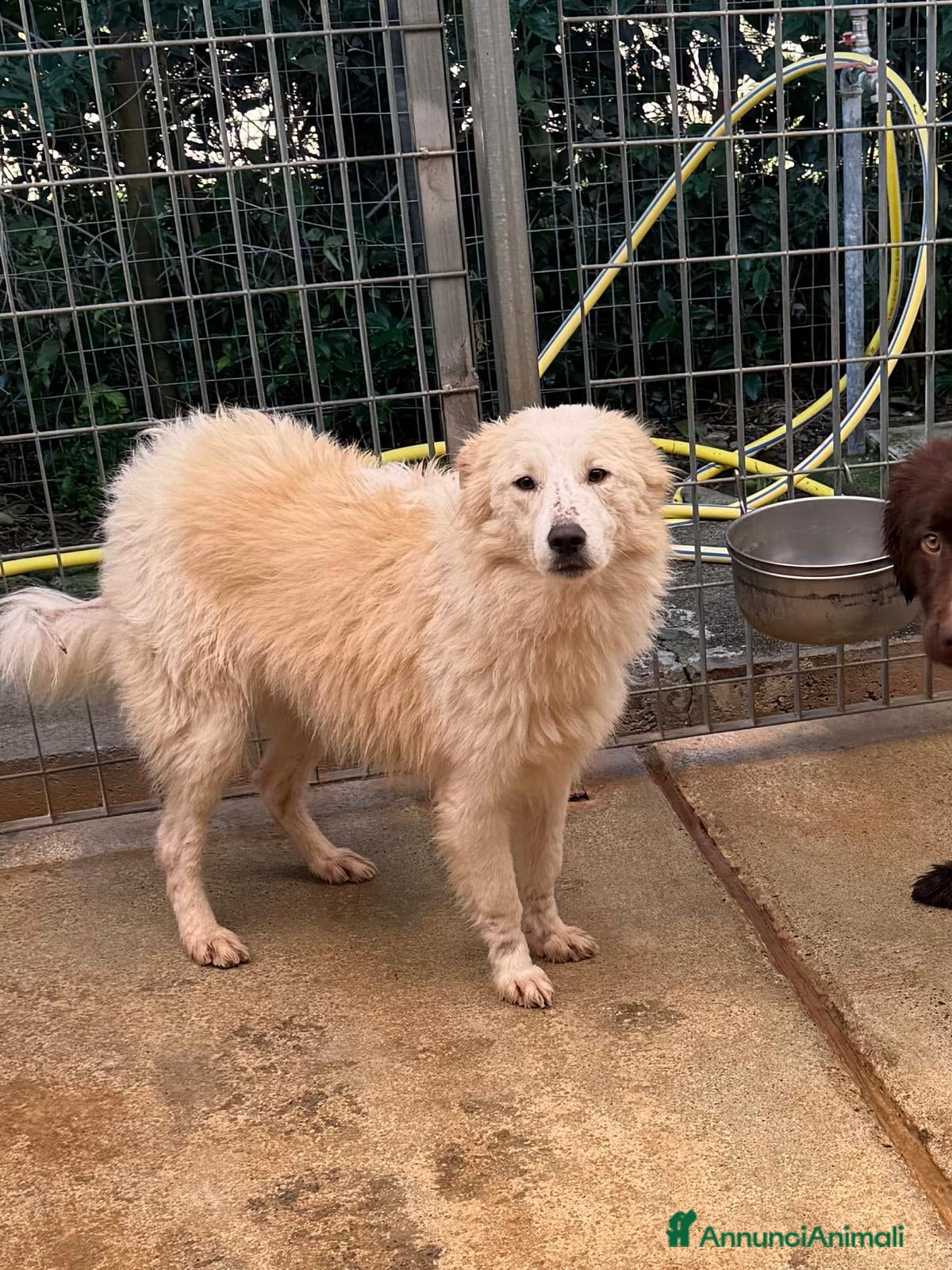 Meticcio cani Milly  - Annuncio 1