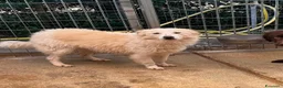 Meticcio cani in regalo: Milly  a Provincia di Cosenza - Annuncio 1